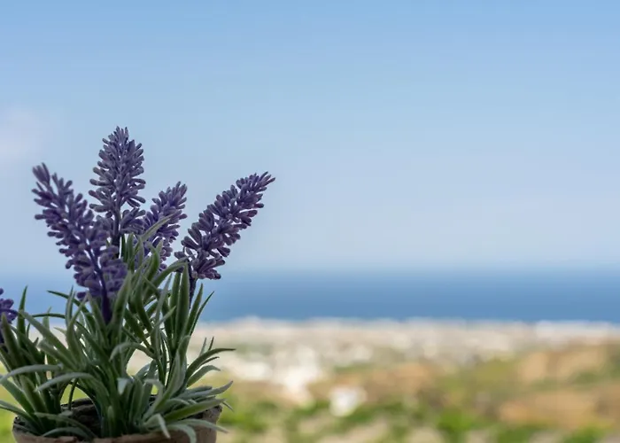 Ampelos Executive Lägenhet